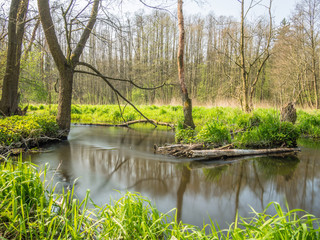 Wiosna w lesie. Rzeka i rezerwat przyrody Źródło Królewskie w Puszczy Kozienickej