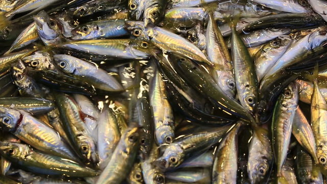 Fresh catch of shiny sardine on fish market