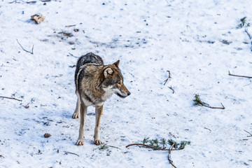 Naklejka premium Wolf