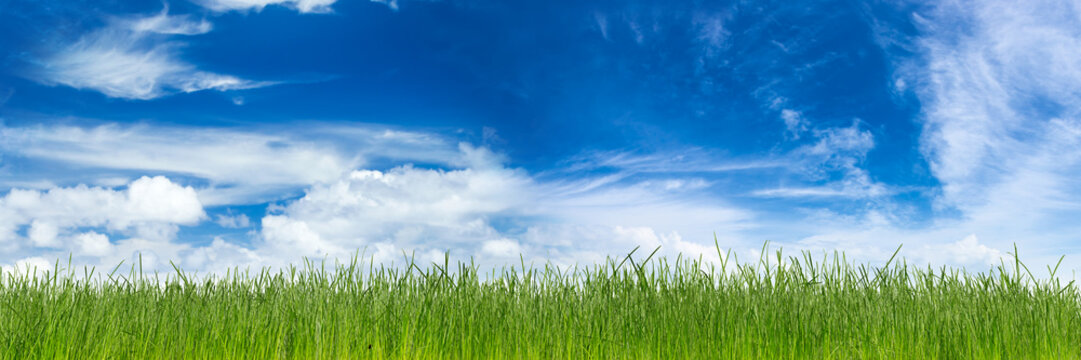 green natural grass with earth in front of blue sky cloudy background