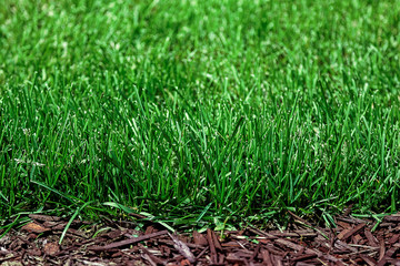 Fresh green grass as a background