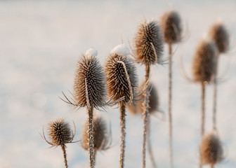 Thistle covered with hoarfrost and snow. Selective focus.