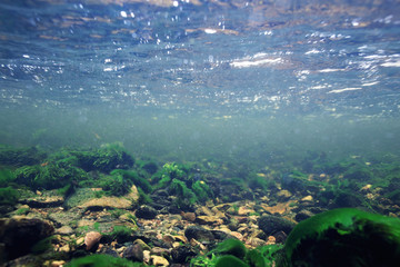 Fototapeta na wymiar underwater scenery, algae, clean clear water, mountain river cleanliness