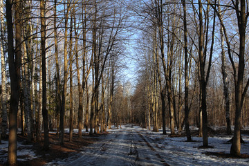 landscape autumn path in the park