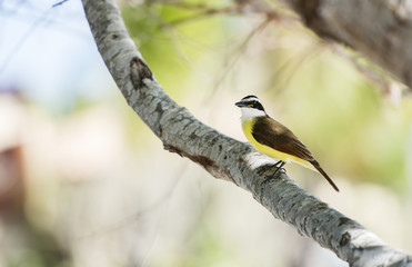 Great Kiskadee (Pitangus sulphuratus) in Mexico
