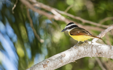 Great Kiskadee (Pitangus sulphuratus) in Mexico