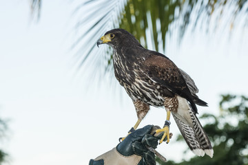 Captive Harris's Hawk (Parabuteo unicinctus) Used for Falconry at a Resort in Mexico