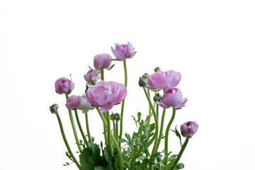 Bouguet flowers pink