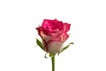 Pink and white rose