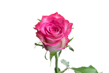 Pink and white rose