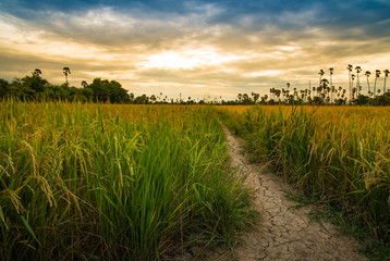 Rice Field / Rice field in Thailand