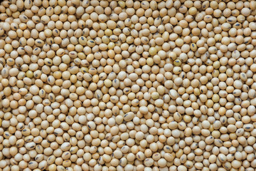 Soybean background