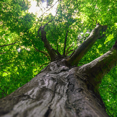 Fototapeta premium tree
