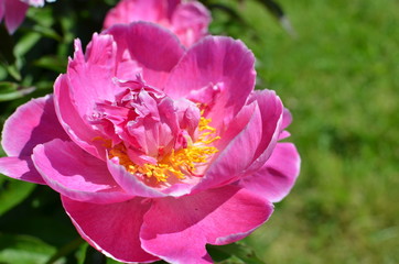 Beautiful pink peony flower 