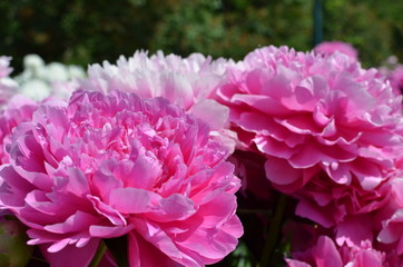 Blooming pink peony flowers 