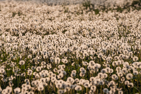 Taraxacum officinale, mniszek pospolity dojrzałe owoce, dmuchawce