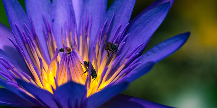 Fototapeta Bee in lily