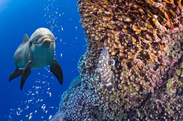 Foto op Aluminium dolphin underwater on ocean reef background © Andrea Izzotti