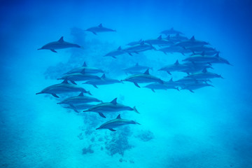 Spinner dolphin pod swimming over reef