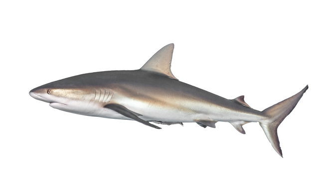 Typical side-on view of shark