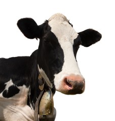 head of black and white cow