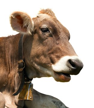 head of brown cow (bos primigenius taurus) with cowbell