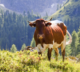 Eine sch&ouml;ne Pinzgauer Kuh