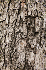 Tree bark texture, take from tamarind tree