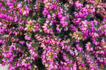 Fototapeta premium Nature background pink flowers blurred Image.