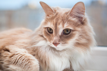 soft fluffy ginger cat lying on the windowsill