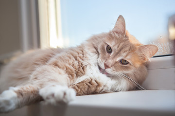 soft fluffy ginger cat lying on the windowsill