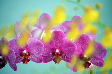Row of pink orchid blooms overlayed with unsharp yellow orchid blooms