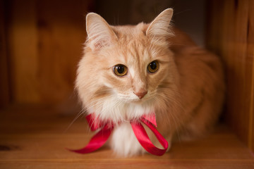 red cat with a red ribbon 
