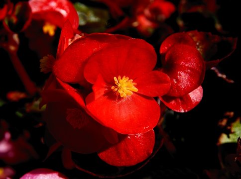red flowers of begony close up