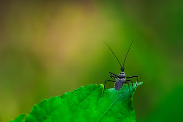 Six-legged insects.