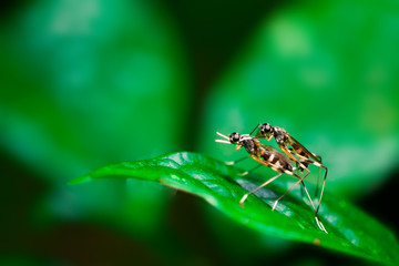 bugs