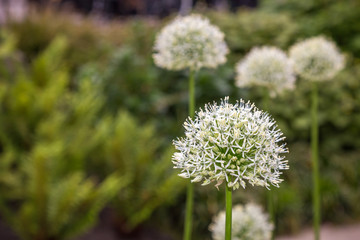 White Allium Flowers