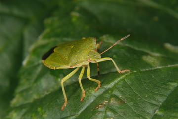 Green shield bug (Palomena prasina)