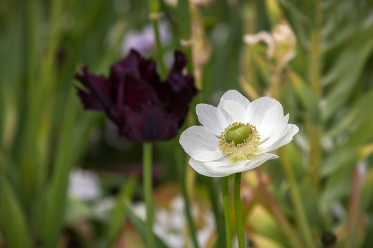 White Anemone Flower