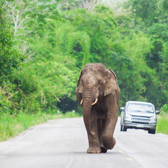 Fototapeta na wymiar Elephant Thailand
