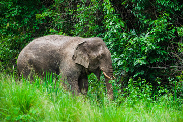 Obraz premium Thai elephants.