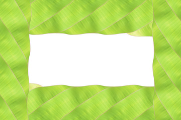 Background green banana leaf frame