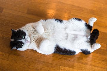 fat cat relaxing