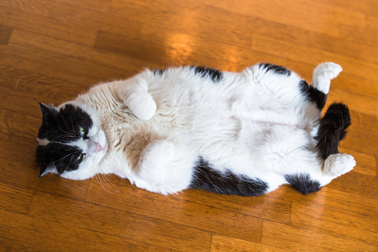 Fat Cat Relaxing