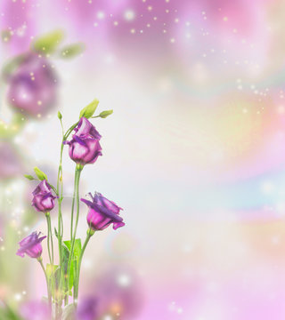 Floral nature background with purple garden flowers and bokeh, place for text.
