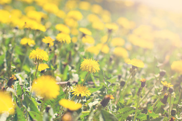 Obraz na płótnie Canvas Beautiful yellow dandelion flowers on field