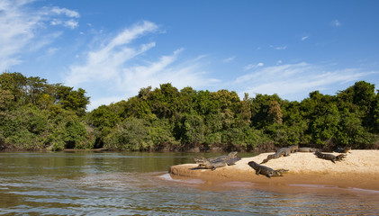 Crocodiles lying lazy on the shore of the Cuiaba river in the Pantanal in Brazil - 101227711