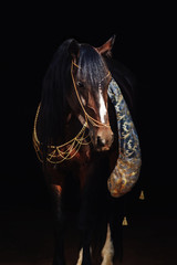 Bay stallion portrait isolated on black.