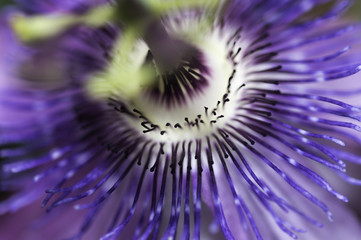 Flor de Passiflora
