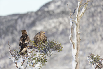 White-tailed Eagle and Golden Eagle sitting peacefull together in same Tree!